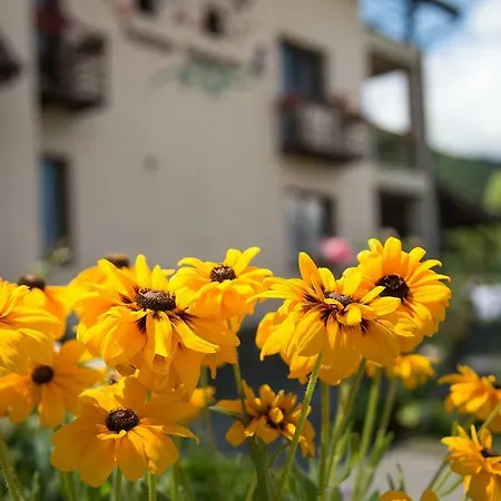 Guest house Pensiunea Casa Cu Flori 4*